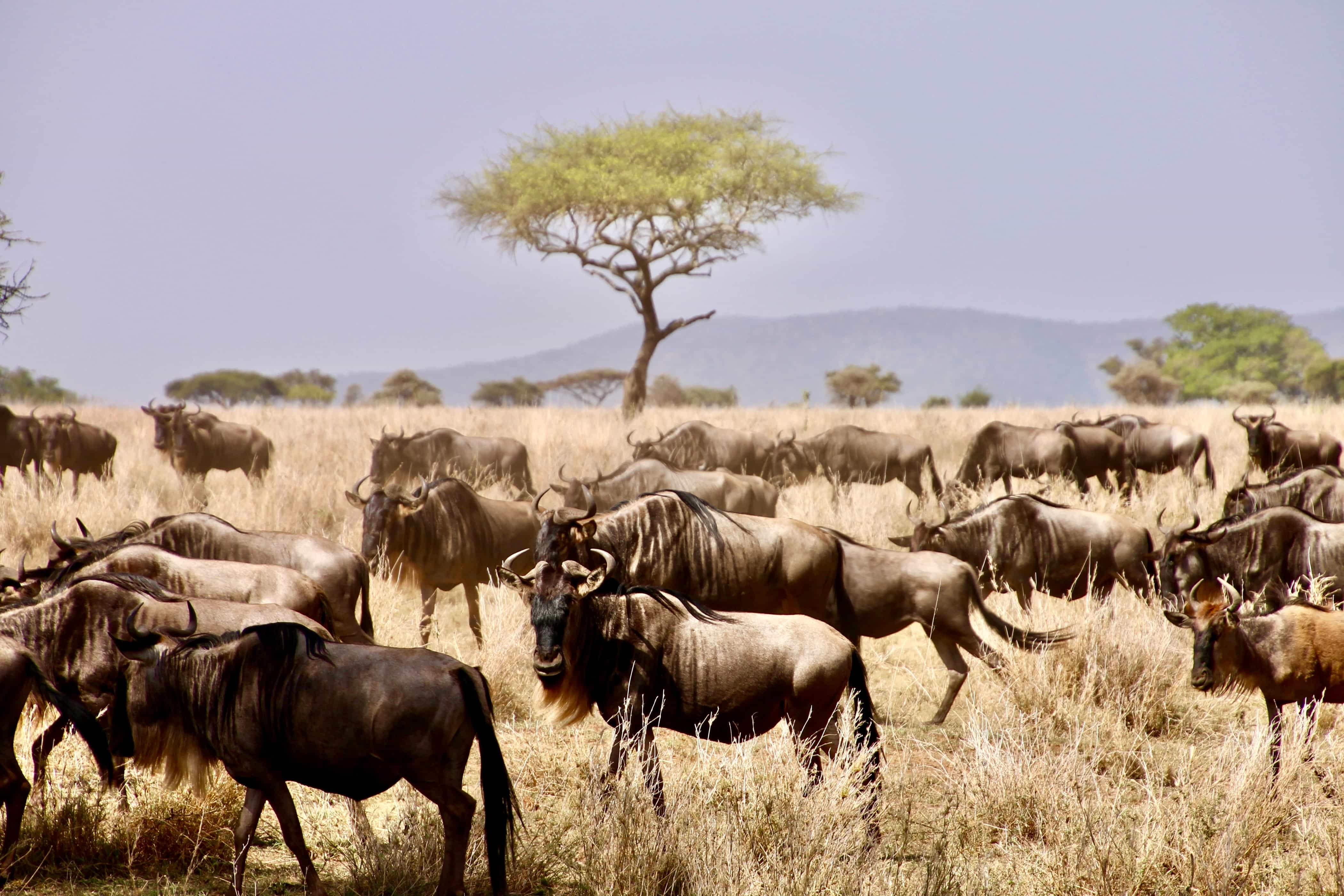 lakemanyara4