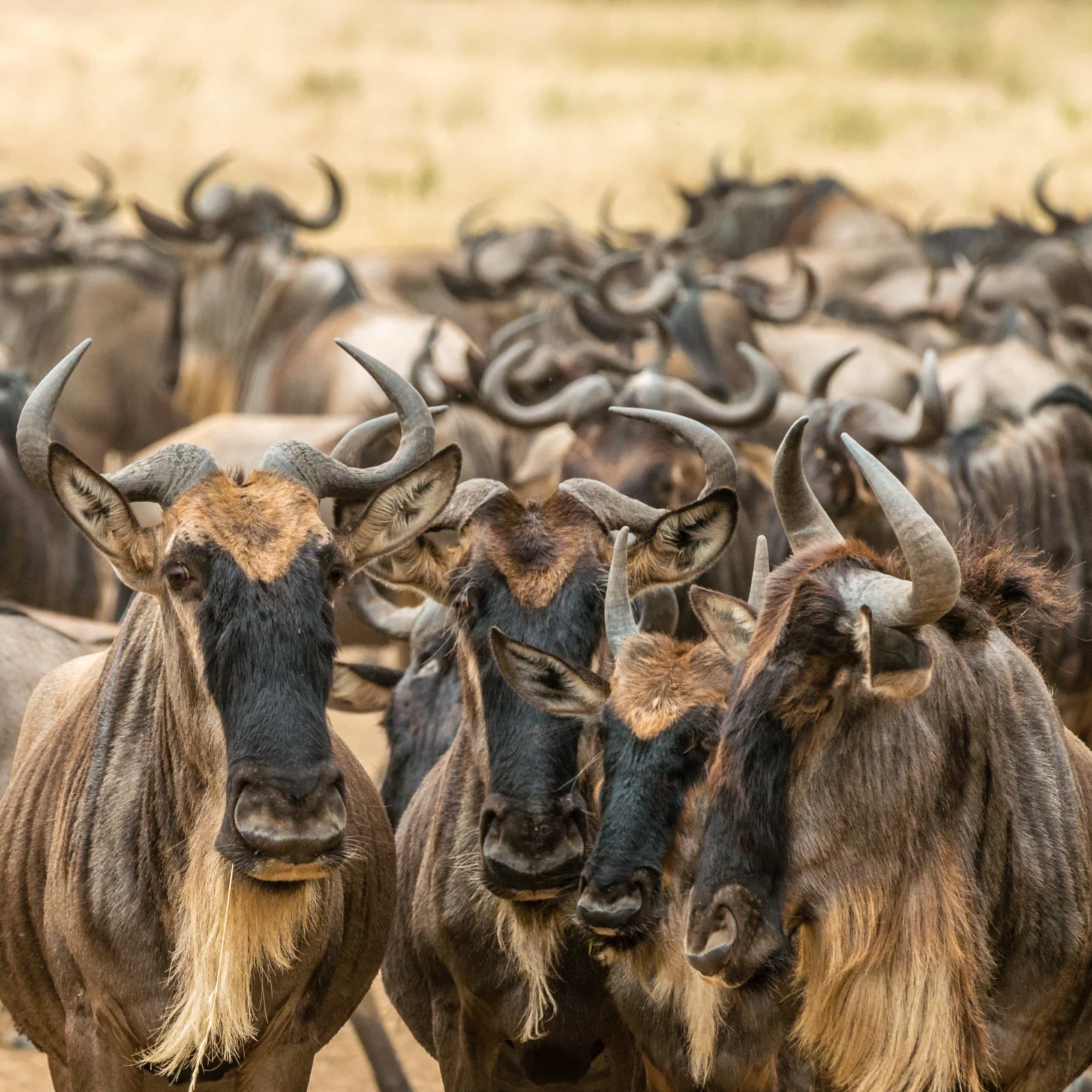 wildebeest